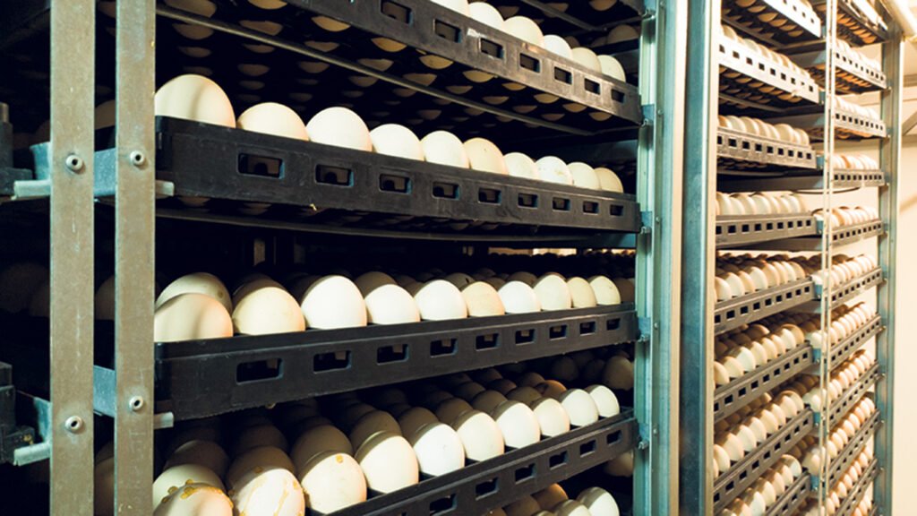 Washington appelle l’étranger à la rescousse pour pallier le manque d’œufs