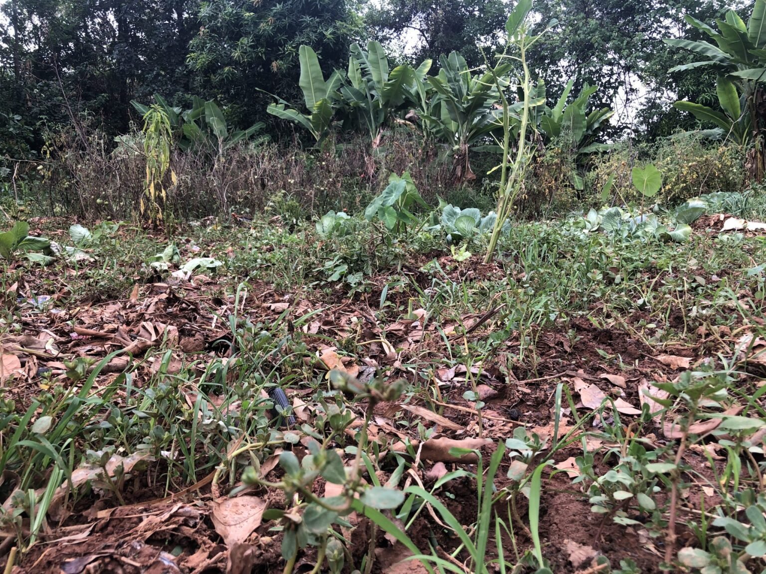 Les cultures maraîchères sous l’eau à Lélouma : un désastre pour les jardiniers de la ville