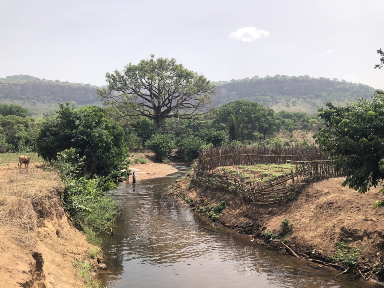 Lélouma/Approvisionnement en eau potable :  lorsque les citoyens font recours à l’eau de rivière comme eau de boisson à Thiahé Tormosso