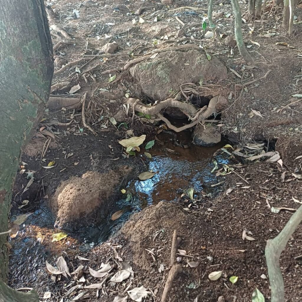 Dubréka : une source naturelle offre de l’eau potable à des centaines de familles
