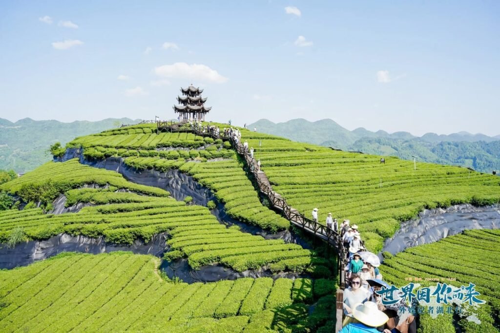 Immersion à Wujiatai : entre traditions du thé et paysages enchanteurs au cœur de la Chine