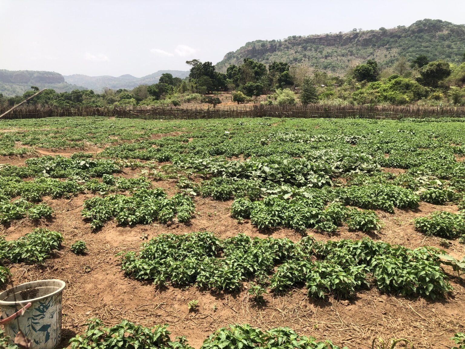 Lélouma : à la découverte de la plaine agricole de Thiahé Tormosso, une mère nourricière oubliée des routes