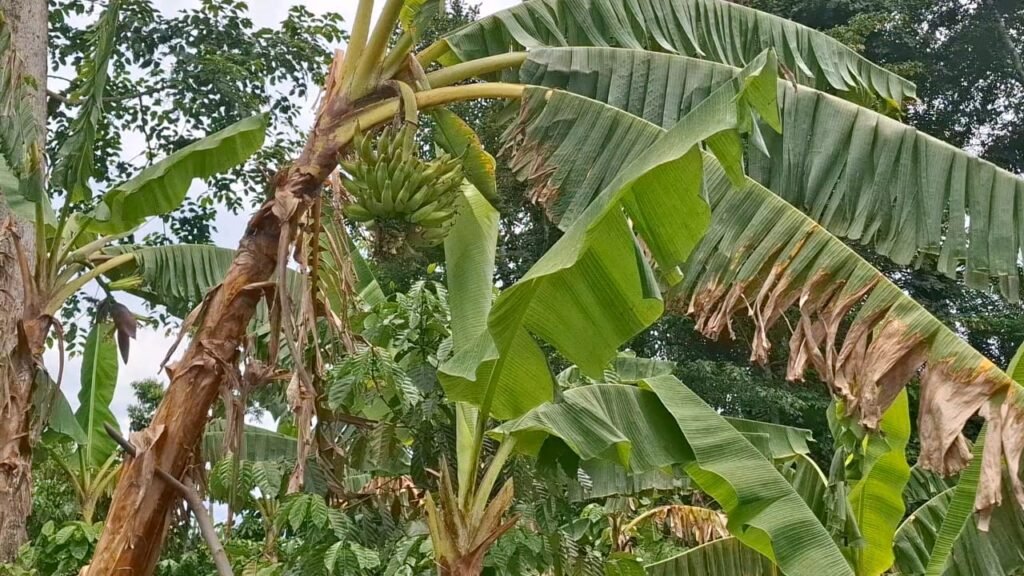 Tounkarata/Lola : la culture de la banane plantain, liée à celle du cacao