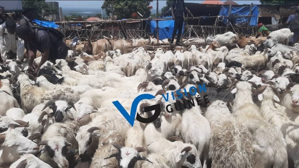 Fête de Takaski : le prix d’un mouton varie entre 1,5 et 4 millions GNF, un bœuf se négocie entre 3,8 et 15 millions GNF 
