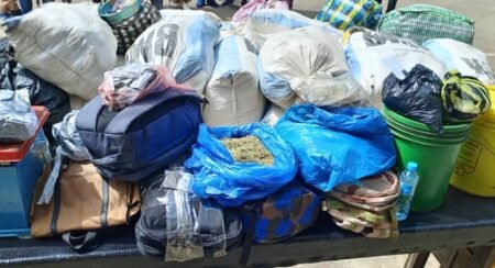 Conakry : saisie record de 773 kg de chanvre indien, 16,53 kg de Kush et interpellation de 17 personnes, dont 8 femmes