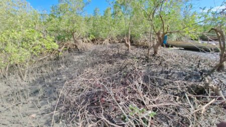 Dubréka : la coupe abusive de la mangrove et la surexploitation des zones de reproduction des poissons nuisent grandement aux pêcheurs artisanaux (Enquête)