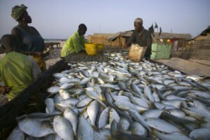 La Guinée se dote d’un nouveau Code de la Pêche maritime